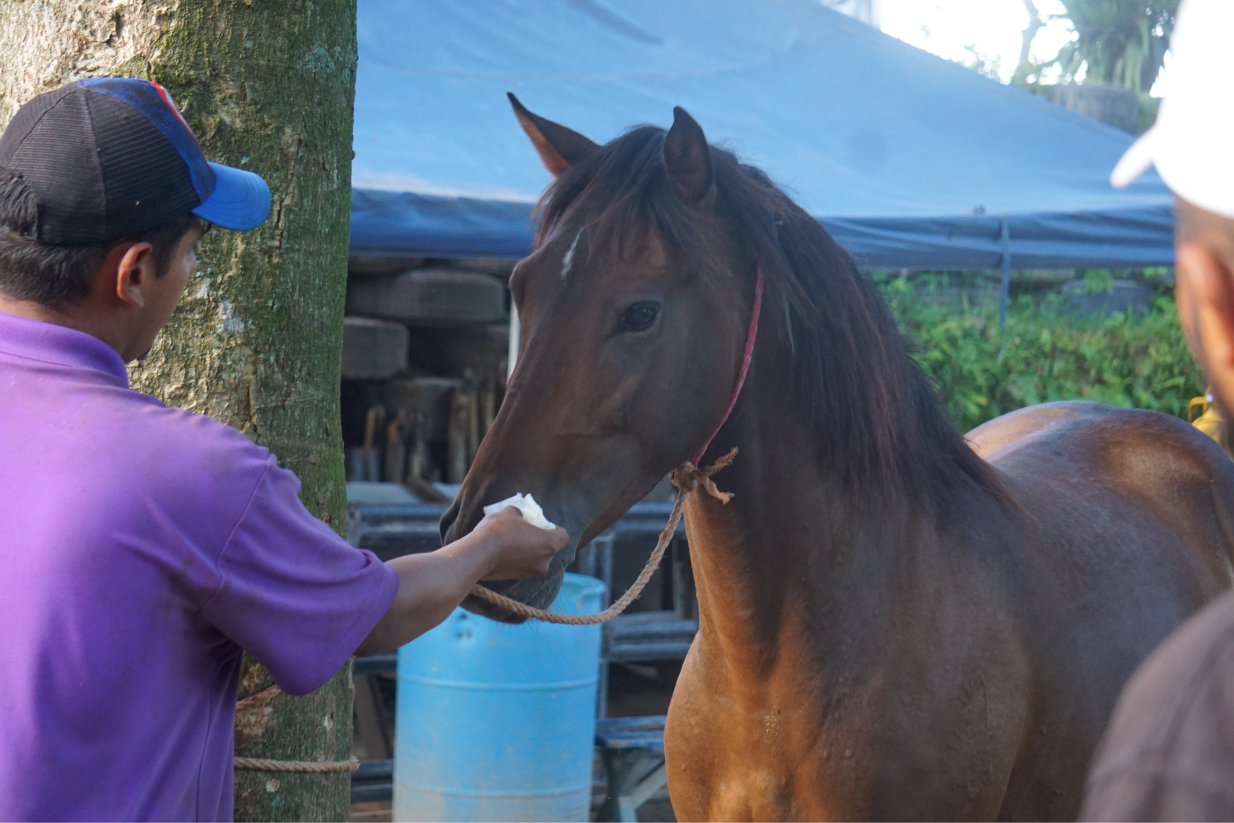 caballo